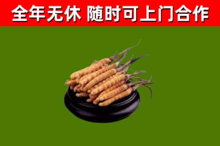 金门回收冬虫夏草