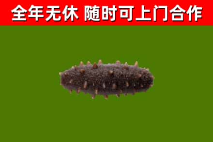 金门回收海参干